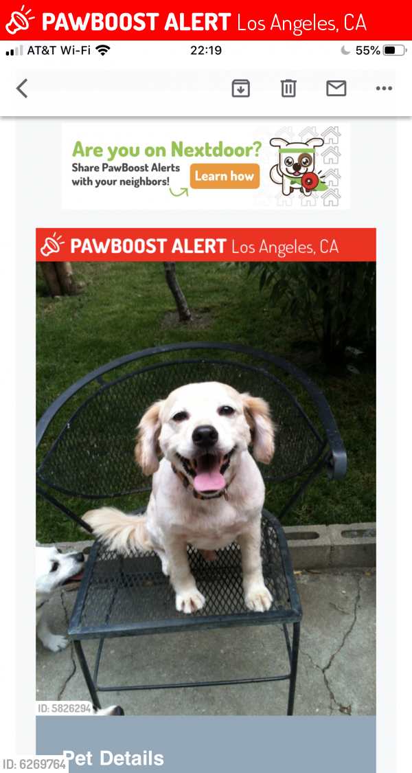 Lost Male Dog last seen Venice and Hoover , Los Angeles, CA 90006