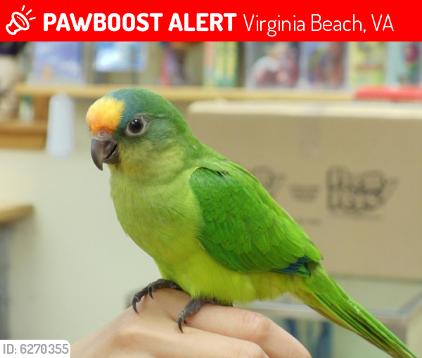 Lost Female Bird last seen S Fir Ave and Bonney Rd, Virginia Beach, VA 23452
