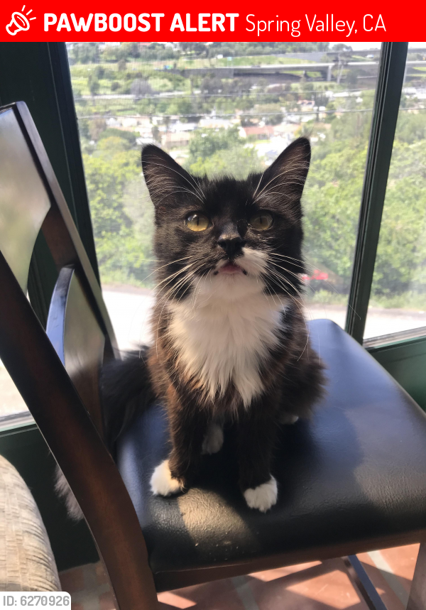 Lost Female Cat last seen Golf dr, Spring Valley, CA 91977