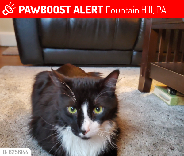 Lost Male Cat last seen Souix st, Fountain Hill, PA 18015
