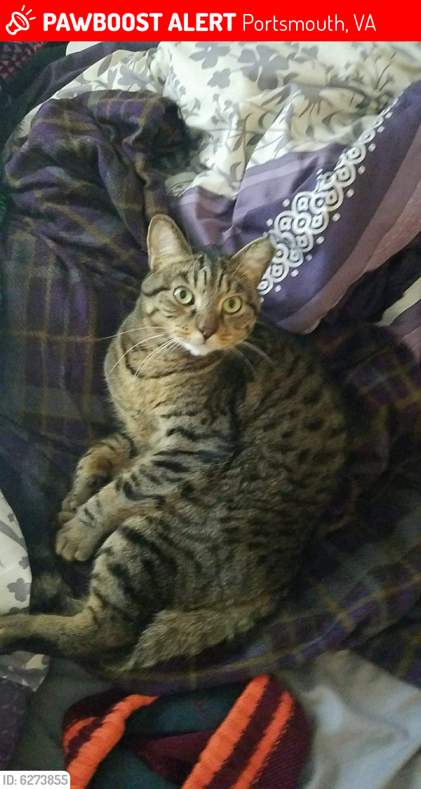 Lost Male Cat last seen River point and West Norfolk, Portsmouth, VA 23703