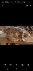 Reunited Female Cat last seen Liberty and Cleveland , Hamilton, OH 45013