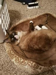 Reunited Female Cat last seen Old 41 highway, Kennesaw, GA 30152