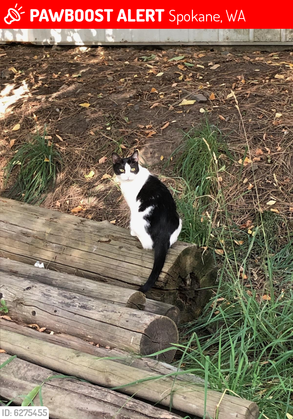 Lost Female Cat in Spokane, WA 99224 Named Maizie (ID 6275455) PawBoost