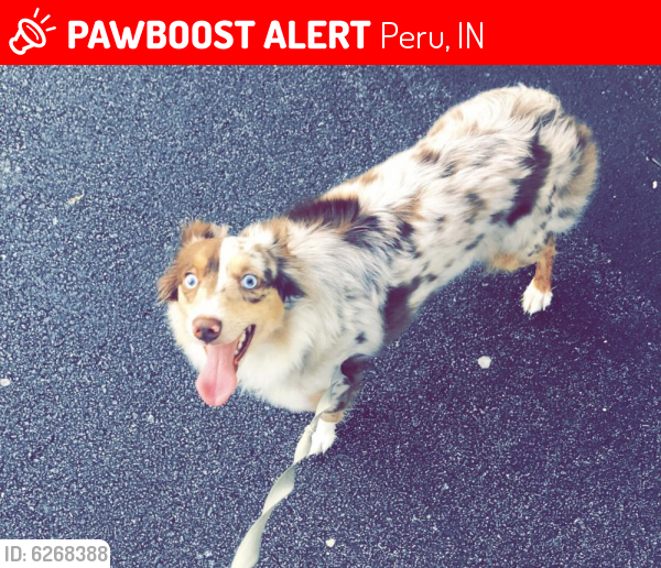 Lost Female Dog last seen Near Main Street Peru Indiana , Peru, IN 46970