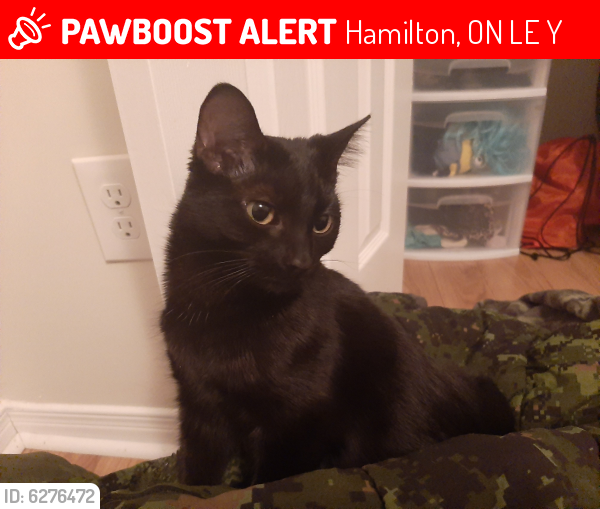 Lost Female Cat last seen Highway 8, fruitland , Hamilton, ON L8E 4Y2