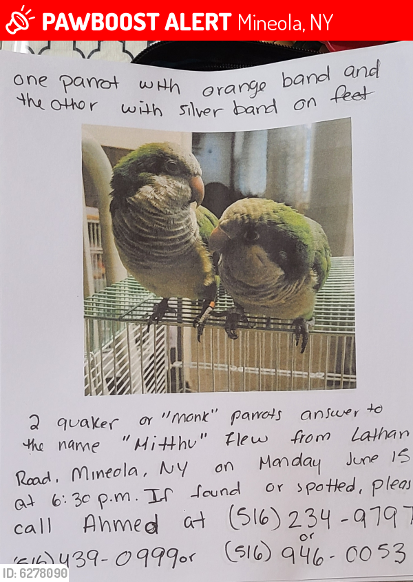 Lost Male Bird in Mineola, NY 11501 Named Mithu and Mitthi (ID: 6278090 ...