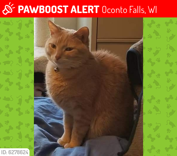 Lost Female Cat last seen South Adams Street and Cedar Avenue, Oconto Falls, Wi 54154, Oconto Falls, WI 54154