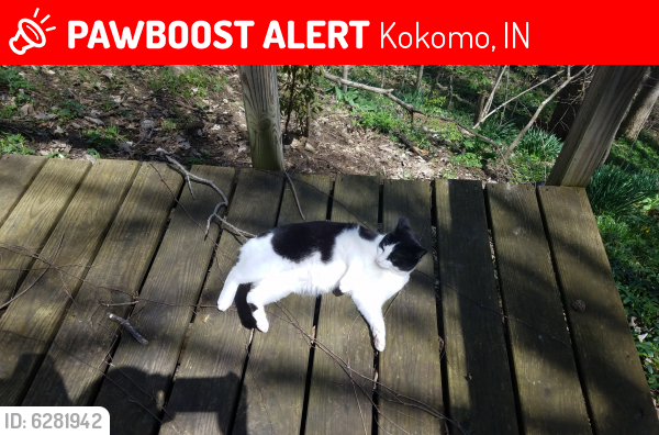 Lost Female Cat last seen Red bird court kokomo indiana, Kokomo, IN 46902