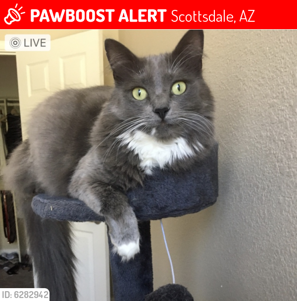 Lost Female Cat last seen 94th Place and Via Linda, Scottsdale, AZ 85260