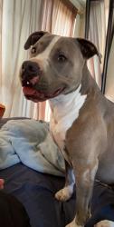 Lost Female Dog last seen Mira Mesa Blvd & target, San Diego, CA 92126