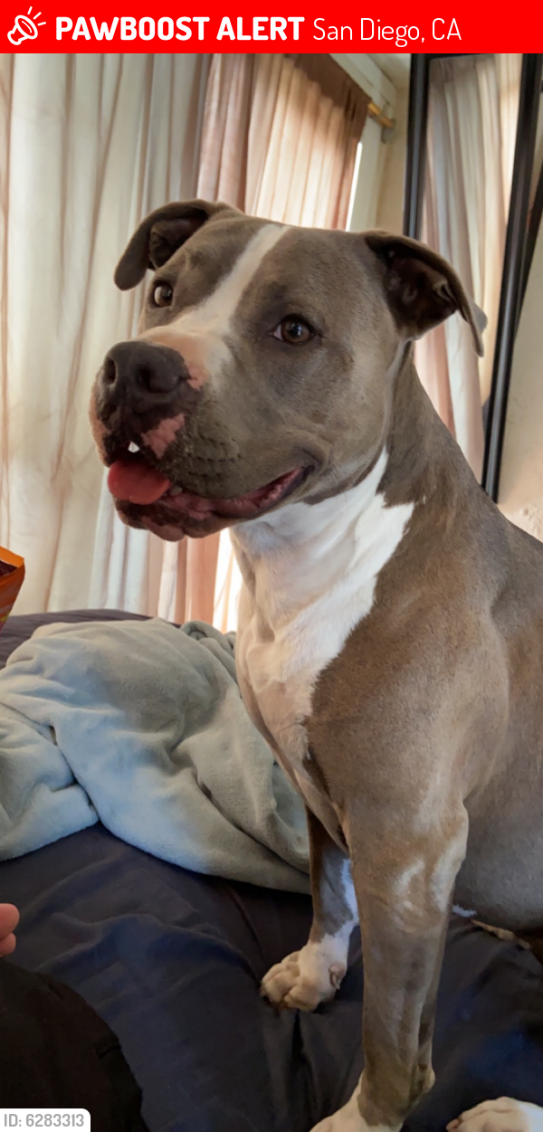 Lost Female Dog last seen Mira Mesa Blvd & target, San Diego, CA 92126