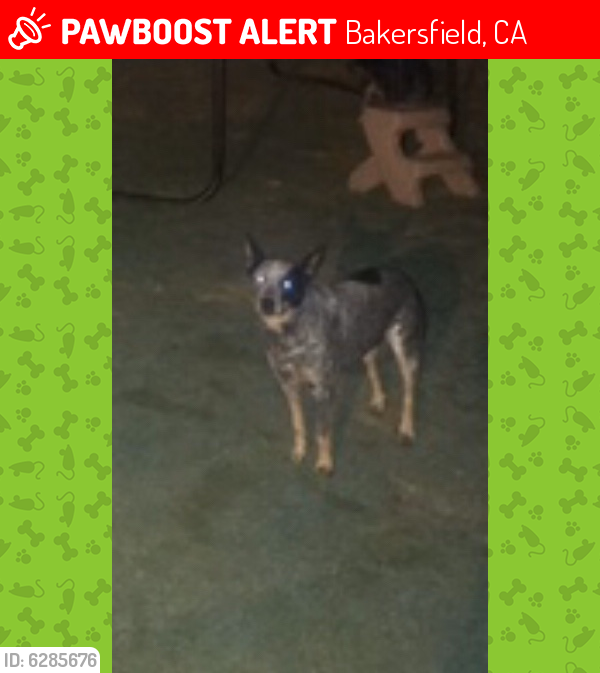 Lost Female Dog last seen Fairfax and Redbank , Bakersfield, CA 93307