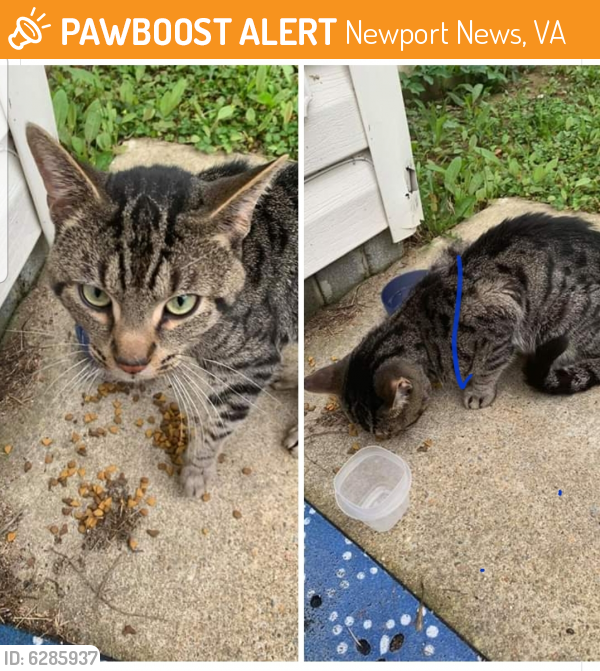 Found/Stray Male Cat last seen Denbigh area, Newport News, VA 23602