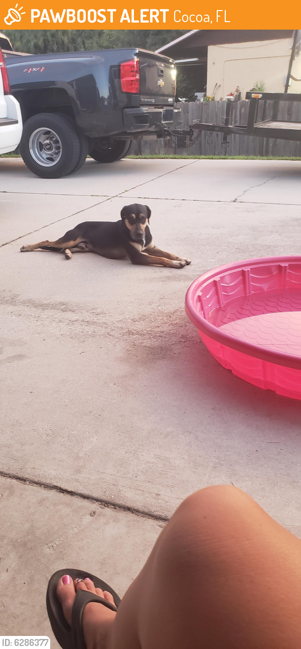 Rehomed Male Dog last seen Pine and avocado , Cocoa, FL 32926