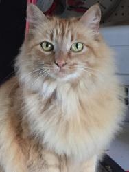 Lost Female Cat last seen Corte Tobarra, Temecula, CA 92590