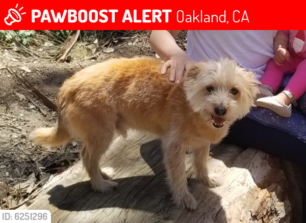 Lost Male Dog last seen Lake Merritt, Oakland, CA 94610