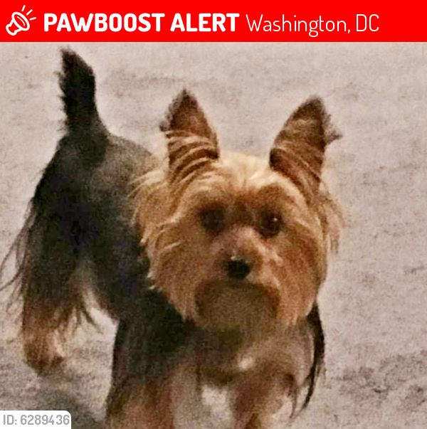 Lost Male Dog last seen MLK Ave., Benning Rd, Stanton Rd., Washington, DC 20020