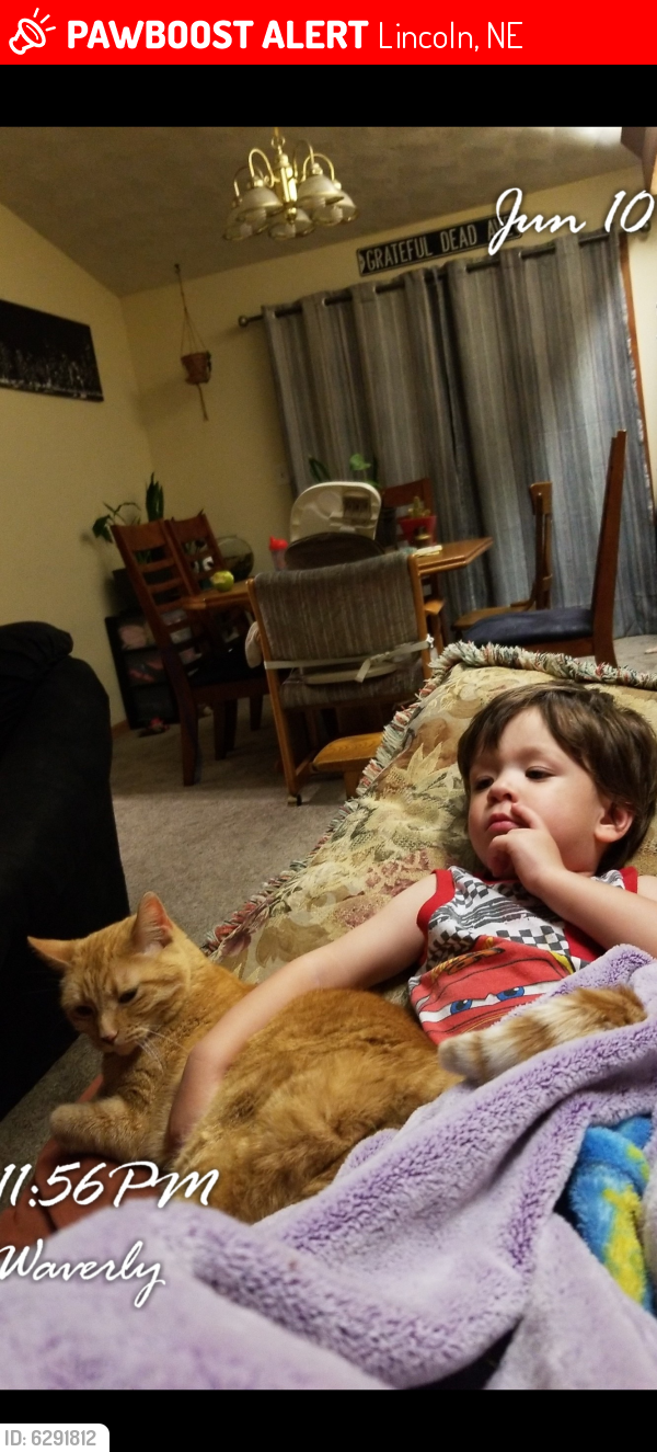 Lost Female Cat last seen behind sonic and applebees area on N. 27 st, Lincoln, NE 68521