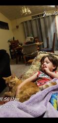 Lost Female Cat last seen behind sonic and applebees area on N. 27 st, Lincoln, NE 68521