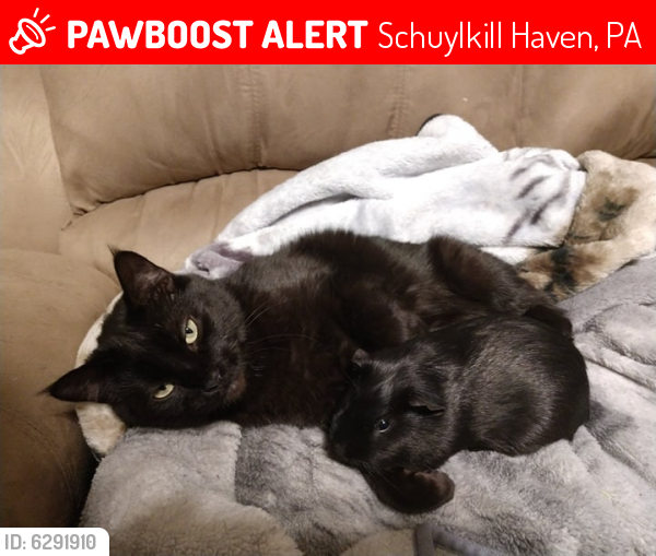 Lost Female Cat last seen South Saint Peter Street and Market Street, Schuylkill Haven, PA 17972