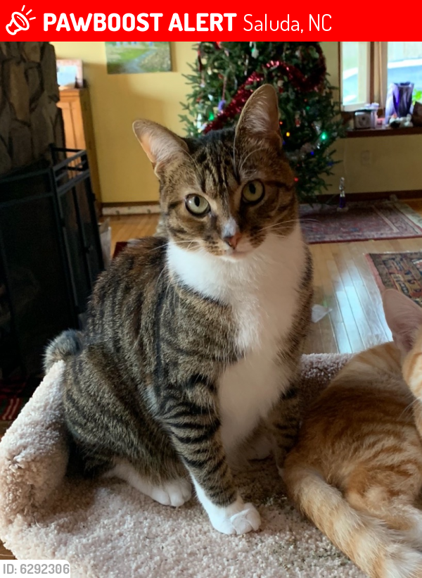Lost Female Cat last seen Heatherly Heights and Page Mountain Road, Saluda, NC 28773