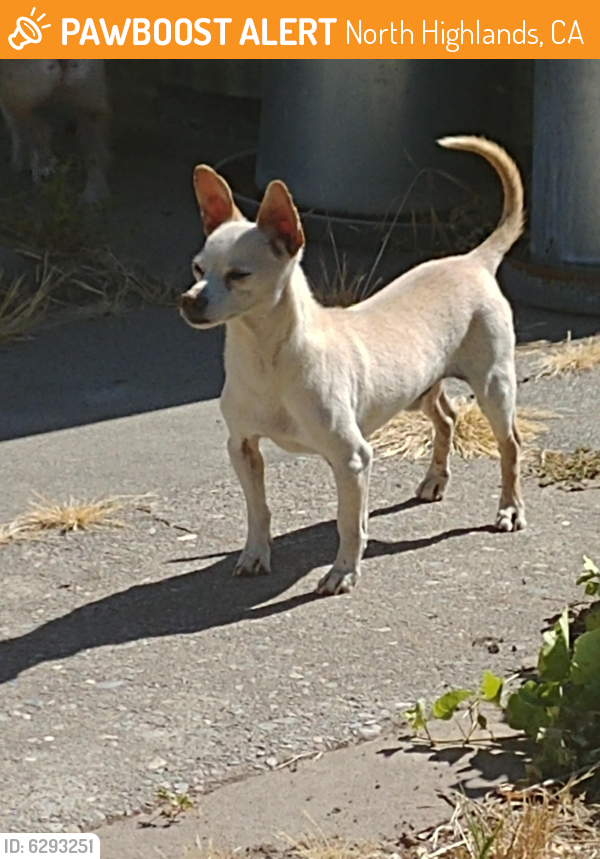 Rehomed Male Dog last seen Myrtle/Jackson, North Highlands, CA 95660