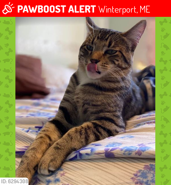 Lost Male Cat last seen Ridge Runner Vet, Winterport, ME 04496