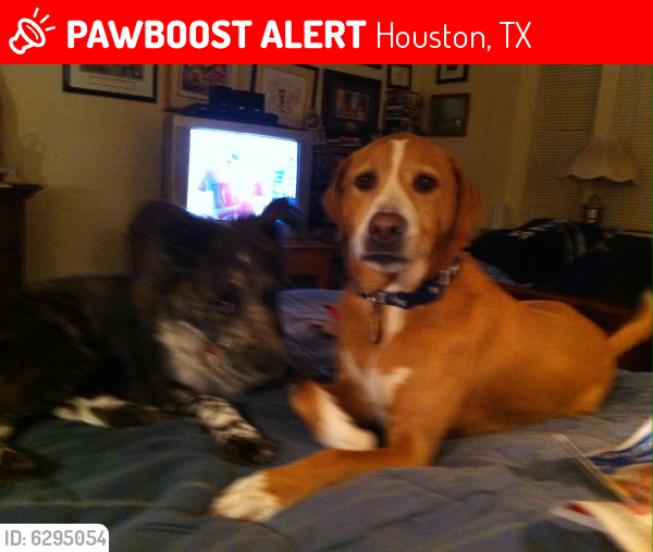 Lost Male Dog last seen Echo Mountain & Chestnut Isle Ct in Kingwood TX, Houston, TX 77345