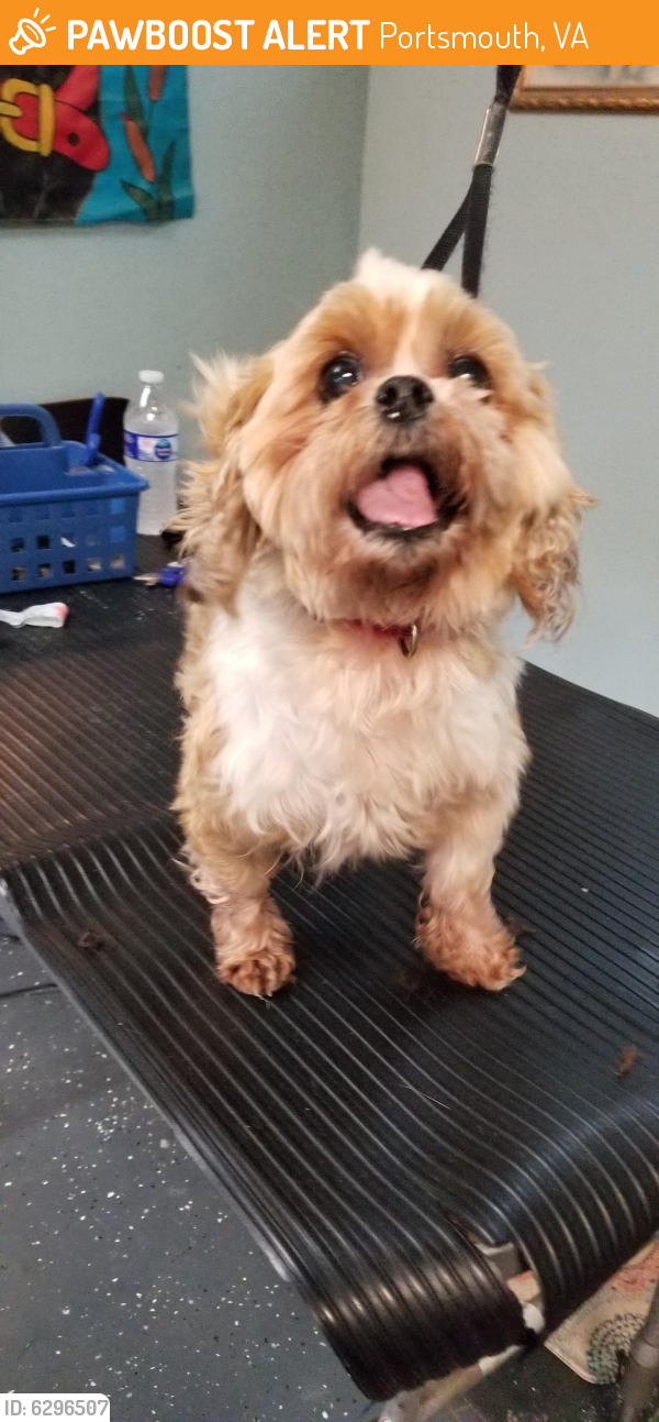 Found/Stray Female Dog last seen Greenwood drive and airline, Portsmouth, VA 23701