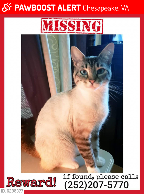 Lost Female Cat last seen Canal Drive & Military , Chesapeake, VA 23323