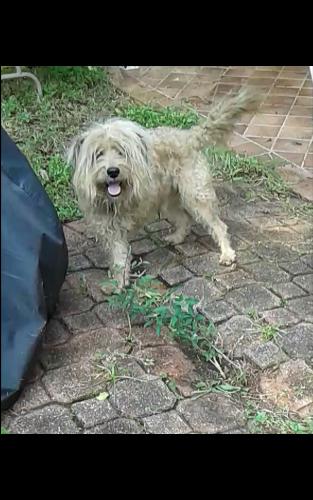Lost Male Dog last seen East Beach in Galveston, Texas, Galveston, TX 77550