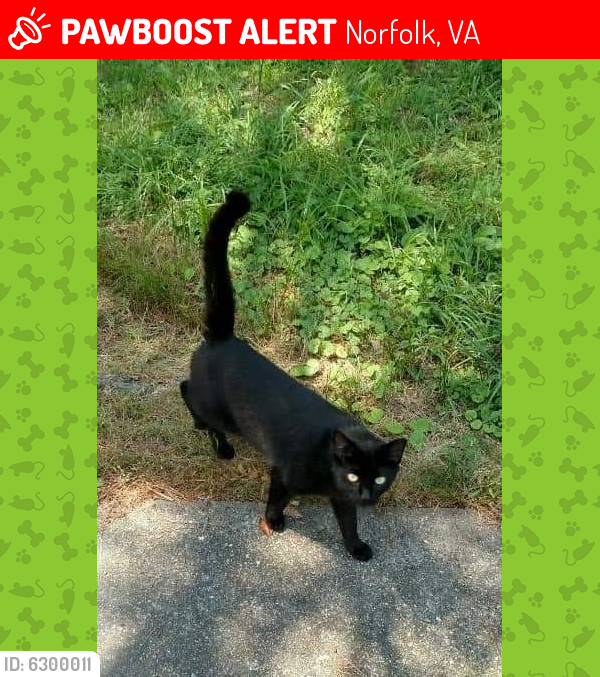 Lost Male Cat last seen Bayview and Capeview Avenue , Norfolk, VA 23503