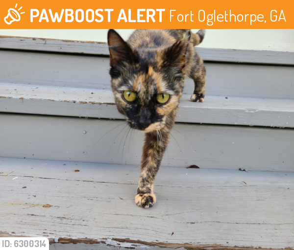 Found/Stray Female Cat last seen Near bernhardt circle , Fort Oglethorpe, GA 30742