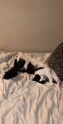 Reunited Male Cat last seen The Cesar Chavez Park, Seattle, WA 98108