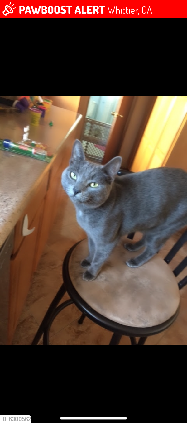 Lost Female Cat last seen Carnell and Mills, Whittier, CA 90605