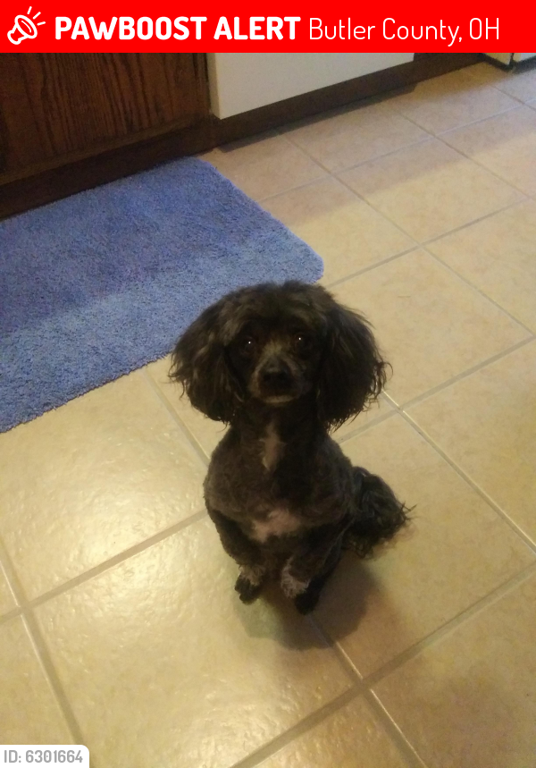 Lost Male Dog last seen Butler County Fairgrounds, Butler County, OH 45011