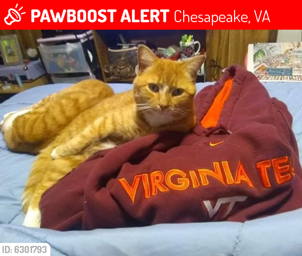 Lost Male Cat last seen Las gasvatios, Chesapeake, VA 23322