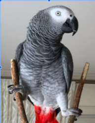 Lost Unknown Bird last seen Minnechaug Dr & Mountain Rd, Glastonbury, CT 06033