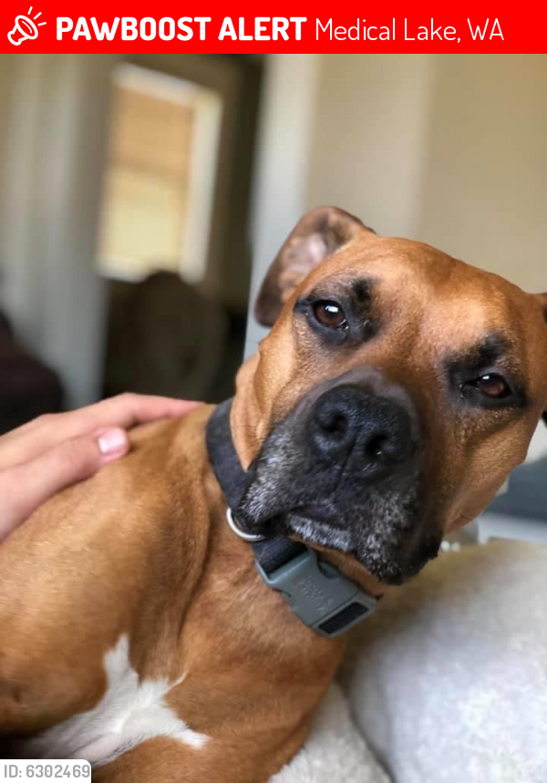 Lost Male Dog in Medical Lake, WA 99022 Named Hendrix (ID 6302469
