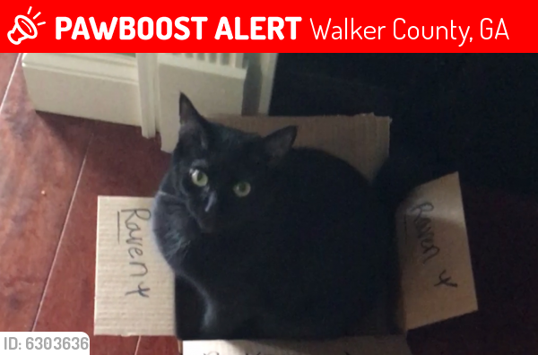 Lost Female Cat last seen W Bee Rock Rd., Flintstone , Walker County, GA 30725