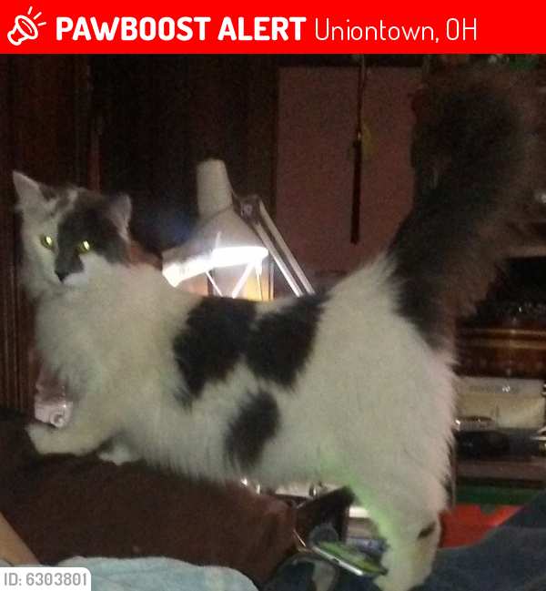 Lost Male Cat last seen Near and cottage grove, Uniontown, OH 44685
