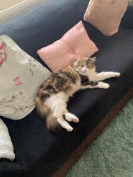 Reunited Female Cat last seen North Road, Bells Road Gorleston, Gorleston-on-Sea, England NR31