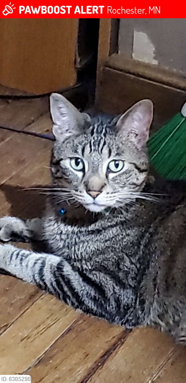 Lost Male Cat last seen Rochester Minnesota , Rochester, MN 55904