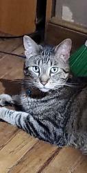 Lost Male Cat last seen Rochester Minnesota , Rochester, MN 55904