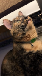 Lost Female Cat last seen Hwy 36 Springfield, Lake Geneva, WI 53147