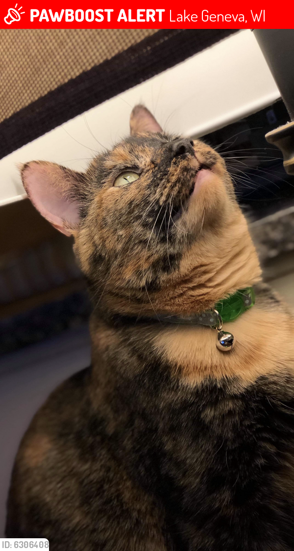 Lost Female Cat last seen Hwy 36 Springfield, Lake Geneva, WI 53147