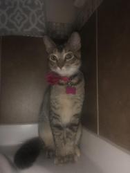 Reunited Female Cat last seen Shannon creek, Burleson, TX 76028