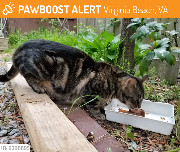 Found/Stray Female Cat last seen Philbate Terr and Courtney Arch, Virginia Beach, VA 23452