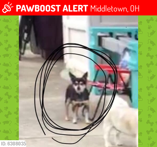 Lost Female Dog last seen Route 4 and Trenton Franklin Road, Middletown, OH 45042
